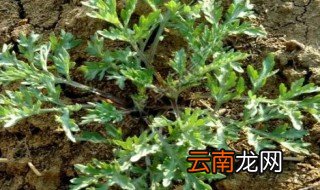 野艾蒿的功效与作用 野艾蒿的功效与作用简述