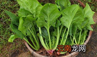 菠菜不熟能吃吗 菠菜不熟能不能吃