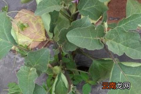 茄子卷叶是什么原因