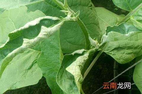 茄子卷叶是什么原因