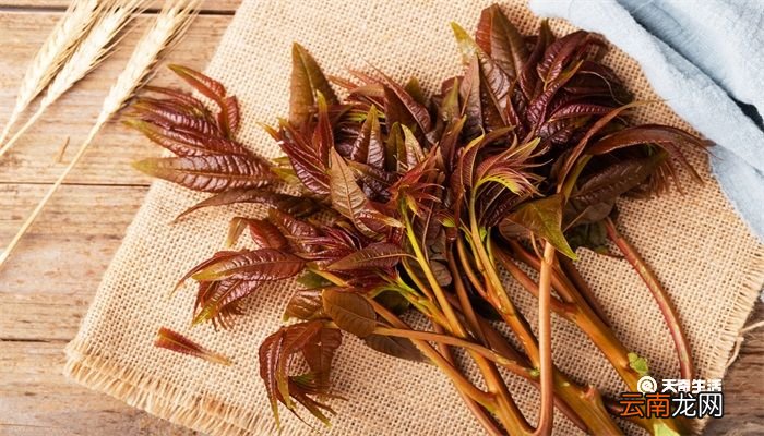 椿芽要焯水吗 香椿芽要不要焯水