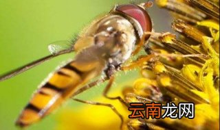 蜜蜂蛰了怎么办 几种方法快速消肿