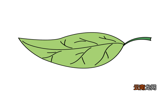 叶子简笔画 叶子简笔画怎么画