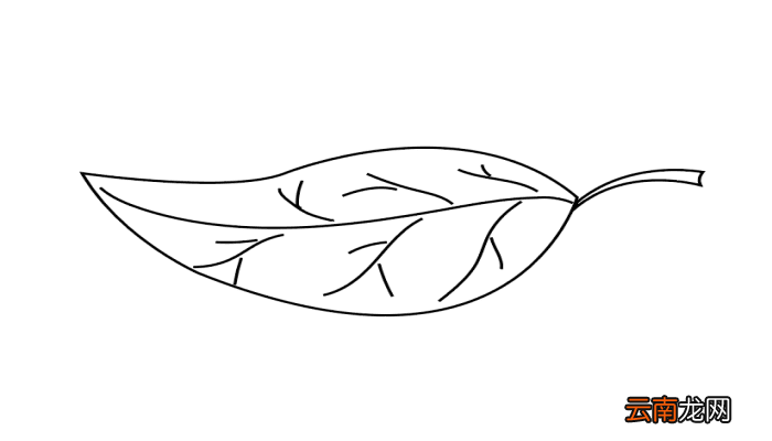 叶子简笔画 叶子简笔画怎么画