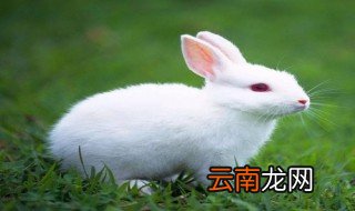 什么气味能驱赶兔子 兔肉的营养价值与功效