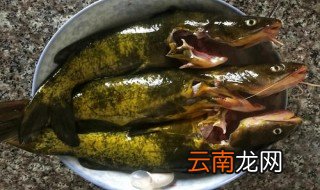 黄骨鱼钓深水还是浅水 黄骨鱼的功效和作用