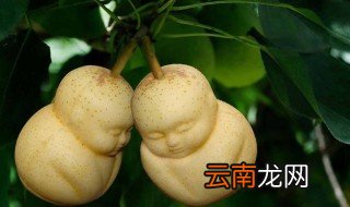 人参果那些人不适合吃 人参果的功效作用