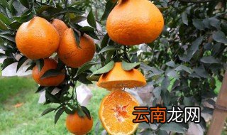 丑橘的功效与作用 4个丑橘的功效与作用