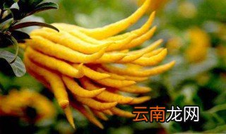 佛手泡水喝的功效 佛手有什么功效