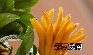 佛手柑功效 佛手柑有什么功效