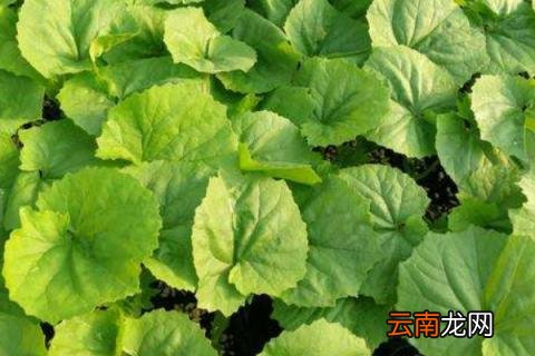 苦瓜苗蔫了怎么办