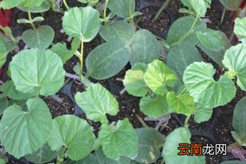 苦瓜苗蔫了怎么办