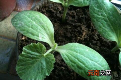 葫芦苗叶子蔫了咋办