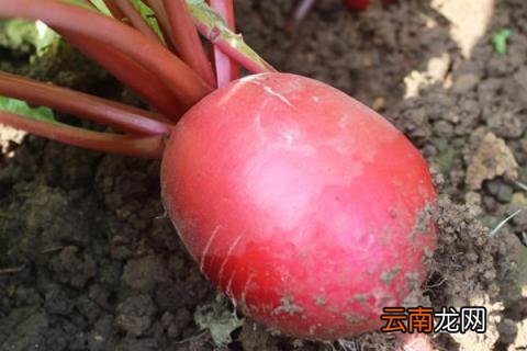 胡萝卜和红萝卜的区别