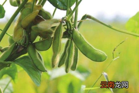 家里毛豆怎么种