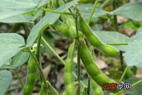 家里毛豆怎么种