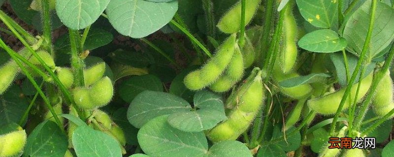 家里毛豆怎么种