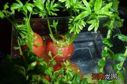 胡萝卜水培为什么烂了