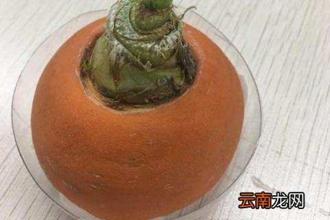 胡萝卜水培为什么烂了