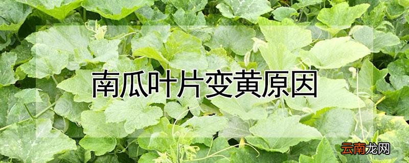 南瓜叶片变黄原因