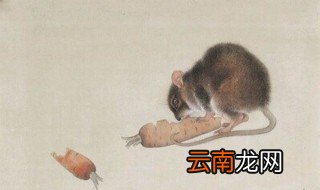 鼠的拼音 是一种怎样的生物