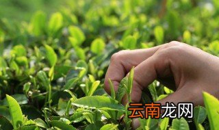 关于茶的现代诗 关于茶的现代诗句摘录