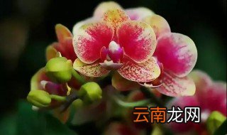 蝴蝶兰秋季怎么样养护 秋季可以嫁接月季吗