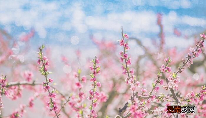 早蝉白居易原文翻译 白居易的早蝉诗意