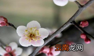 白梅花泡水喝有什么作用 白梅花功效与作用