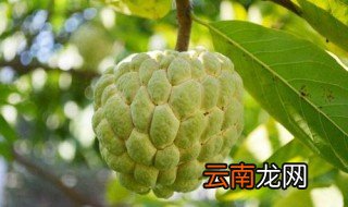 番荔枝的籽能吃吗 关于番荔枝的功效