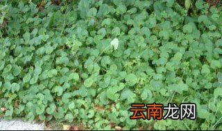 马蹄草的功效与作用 马蹄草的功效与作用简述