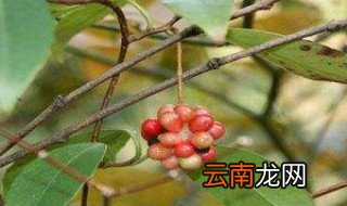 小血藤的功效与作用 小血藤的功效与作用简述