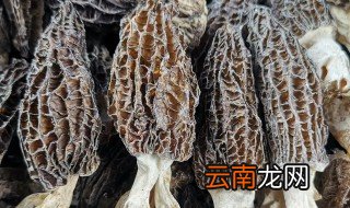 干羊肚菌怎么保存 怎么保存干羊肚菌