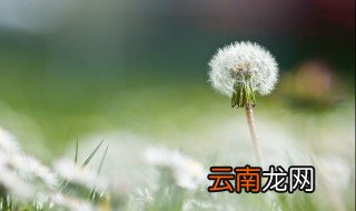 新鲜蒲公英花怎么保存 怎么保存新鲜蒲公英花