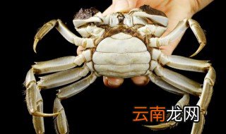 螃蟹怎么让它活着保存 螃蟹如何让它活着保存