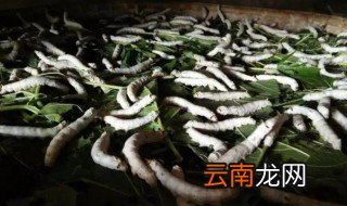 蚕子怎么保存到第二年 蚕子保存到第二年有什么方法