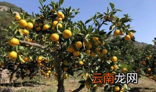 后皇嘉树用橘树来比喻 出自哪个作者