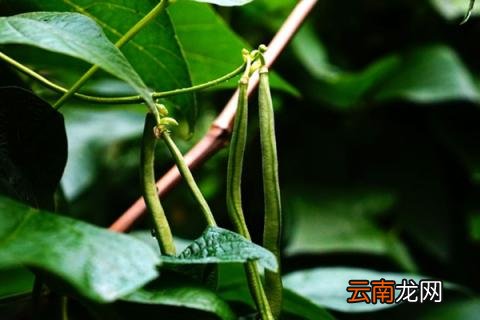 长豆角的种植方法和时间