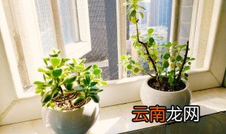 盆土太湿怎么办 家里花盆土太湿该怎么办