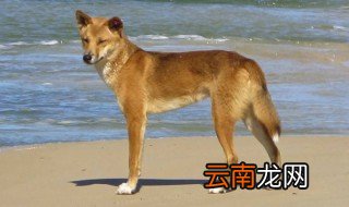 澳洲野狗能养吗 澳洲野狗能养
