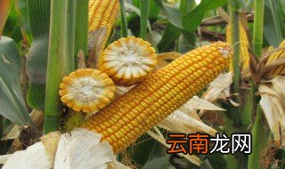 玉米在水里煮几分钟 玉米的功效和作用