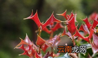 枸骨根的功效与作用 枸骨根的副作用