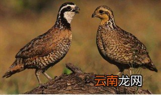 鹌鹑的营养价值及功效 有什么好处