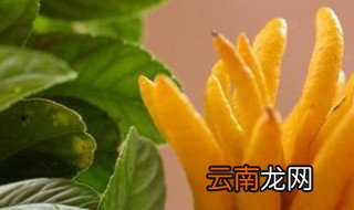 佛手柑的功效与作用 佛手柑功效与作用讲解
