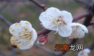 白梅花加玫瑰花功效 白梅花加玫瑰花功效是什么