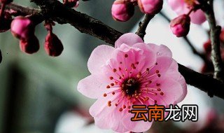 梅花泡水喝有什么功效 梅花泡水的功效