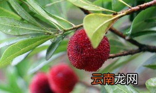 杨梅蒸熟后怎么保存 杨梅蒸熟后如何保存