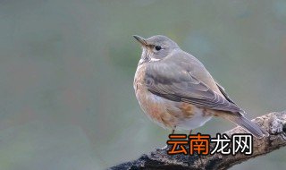 保护鸟类的宣传语 你喜欢哪一句呢