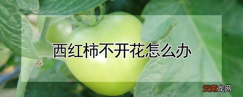西红柿不开花怎么办