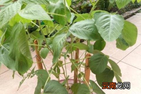 阳台上可以种毛豆吗